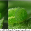 lept sinapis larva4 volg22